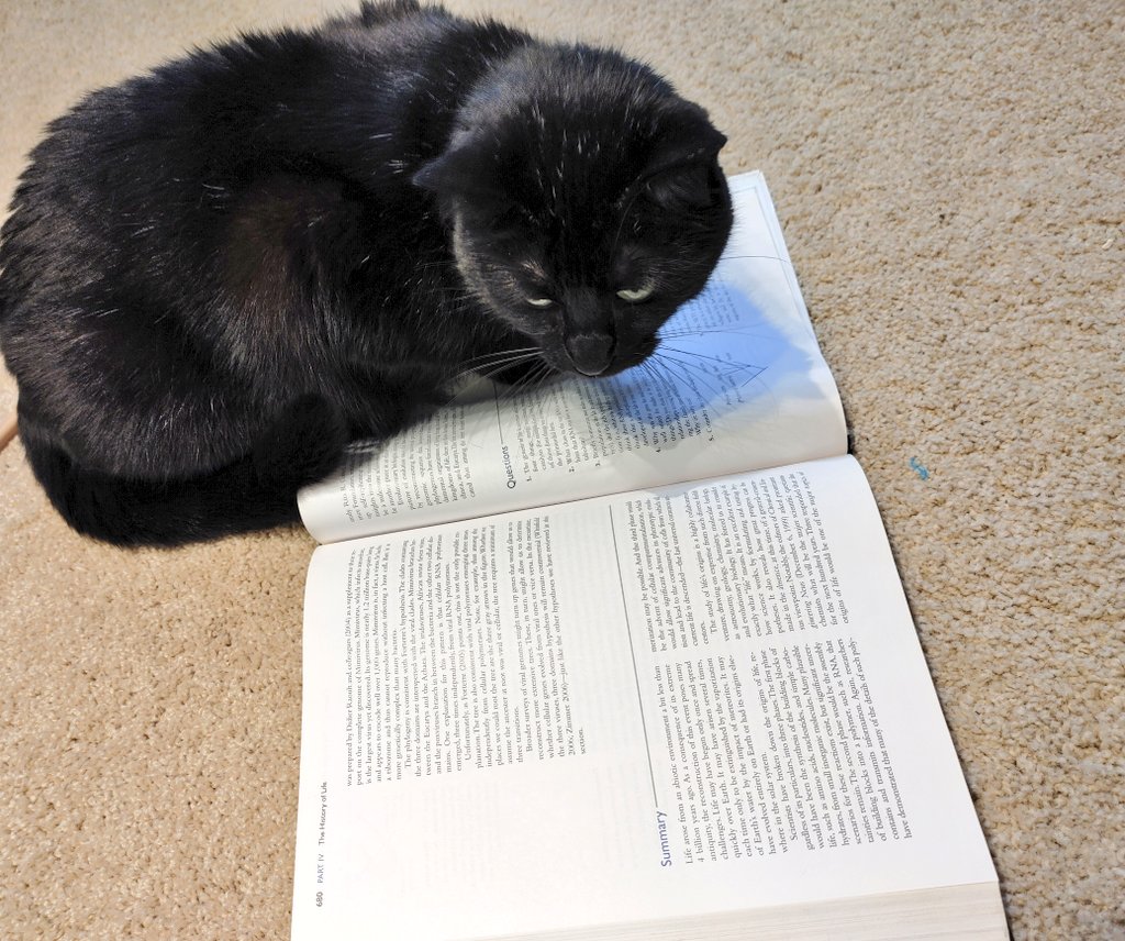 JChristmanIII's tweet photo. When finals week hits 🐱📖 https://t.co/YqjzE7YXV0