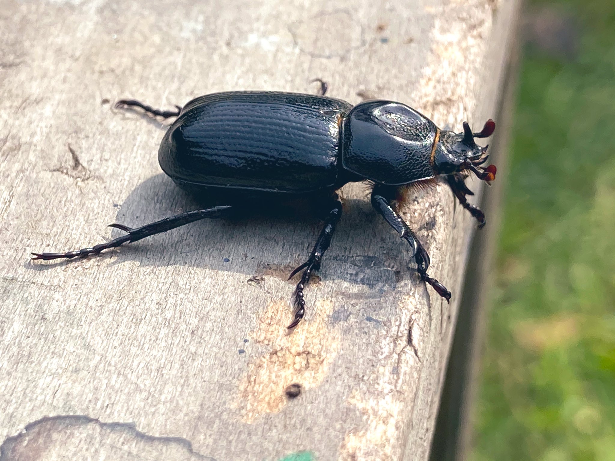 川 今朝は布団をめくったら小さいツノのあるメスのカブトムシが出てきたので息子氏が帰ってくるまで捕獲 T Co W1bbf5ansg Twitter