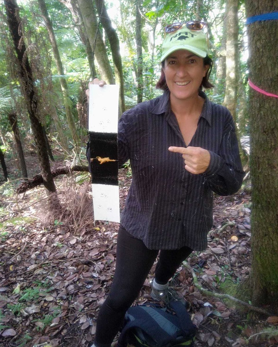On his first #trackingtunnel run, Rob pulled out this tracking card with #gecko footprints on it! Gecko footprints are found on a very small proportion of tracking cards on #Waiheke, so this is very exciting for him! 🦎 #FieldTeamFinds  #JobsInNature #PredatorFree2050