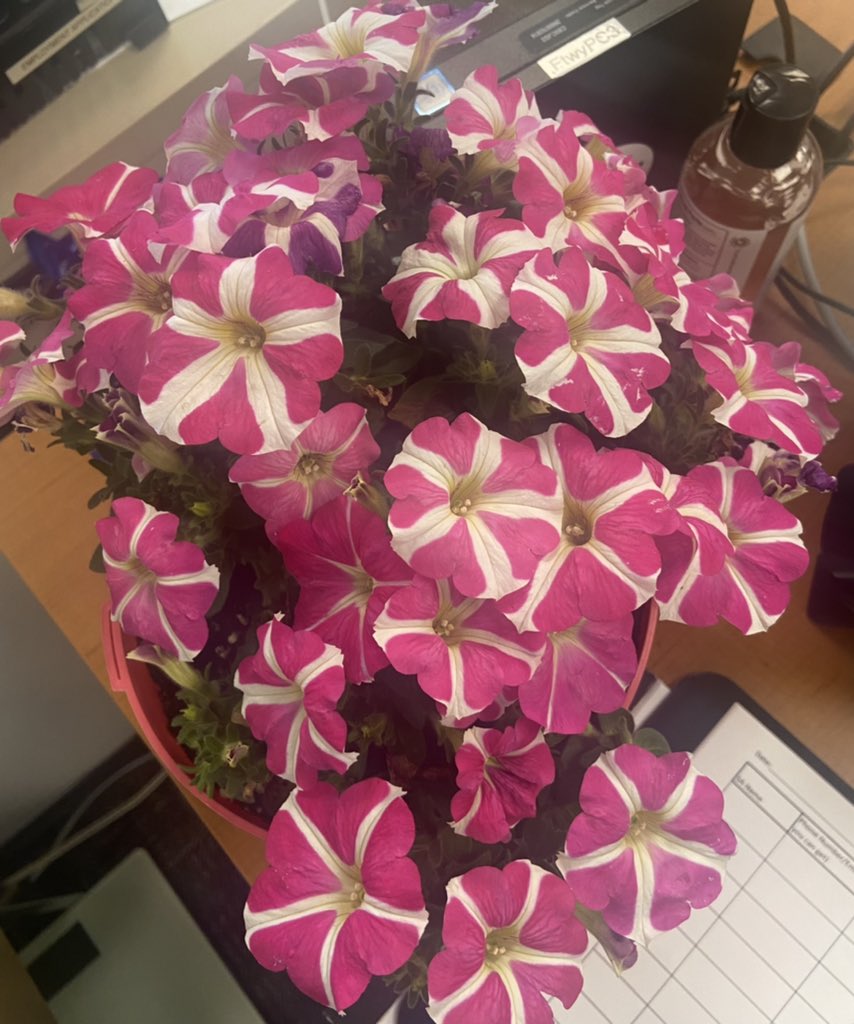 slogancooper's tweet image. I have this sweet old man that keeps bringing me flowers to work and they are so cute and everyone needs this level of niceness in their lives