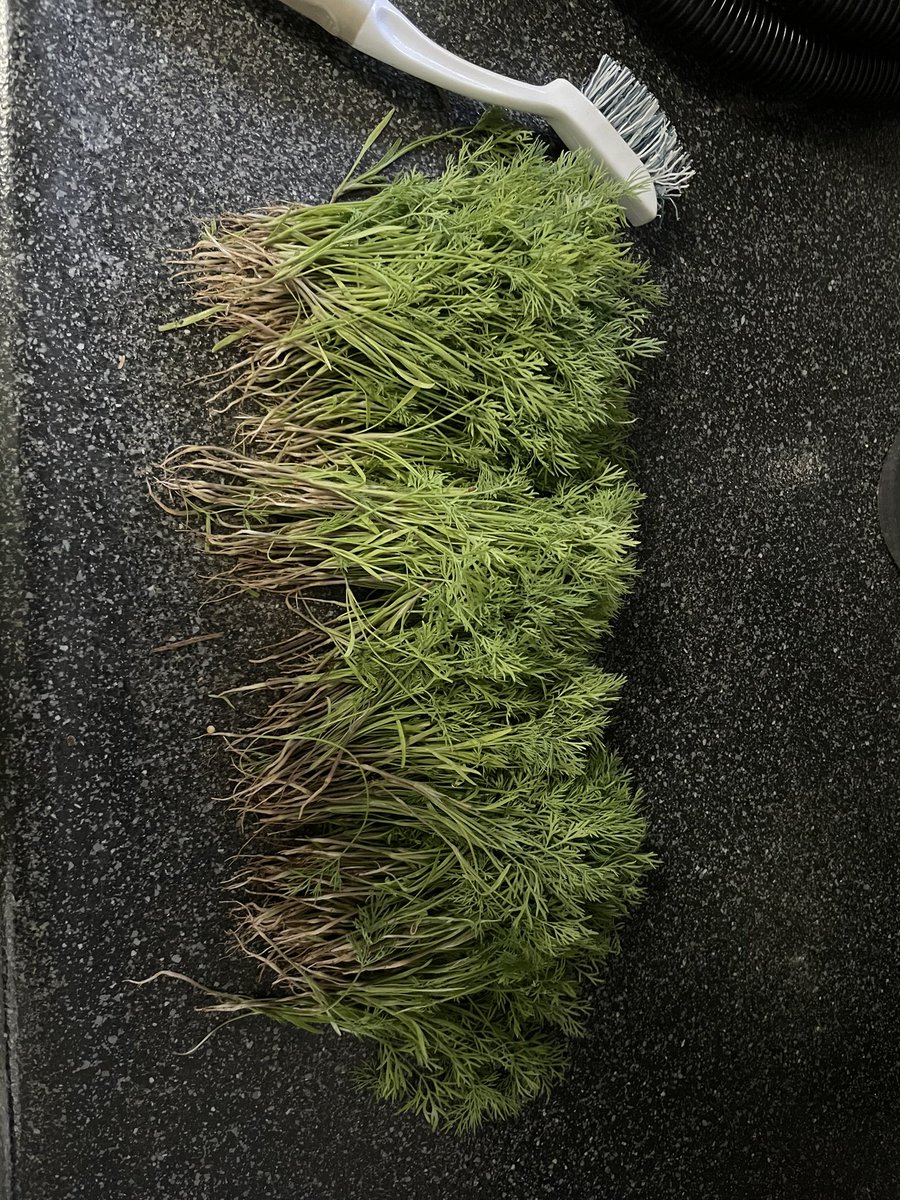 Caitydid685's tweet photo. I planted an excessive amount of dill, and today thinned it, ending up with a huge handful bouquet of dill shoots.
Also need to thin the nastirtiums, which taste like radishes and betrayal.
Thinned the carrots, too, which Rocket really enjoyed! #gardening #myfirstgarden #HALP https://t.co/868uixhGiw