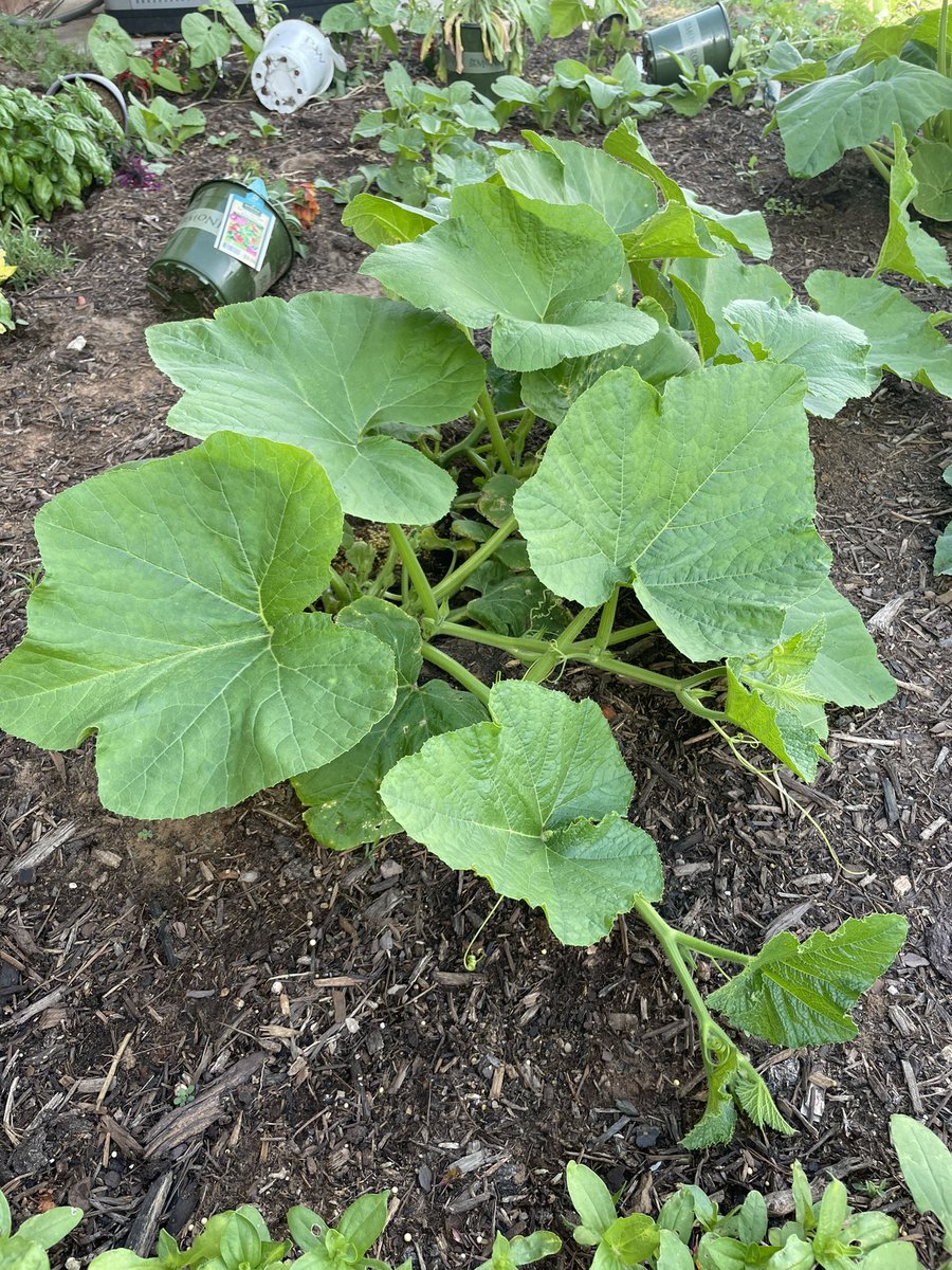 Caitydid685's tweet photo. I planted an excessive amount of dill, and today thinned it, ending up with a huge handful bouquet of dill shoots.
Also need to thin the nastirtiums, which taste like radishes and betrayal.
Thinned the carrots, too, which Rocket really enjoyed! #gardening #myfirstgarden #HALP https://t.co/868uixhGiw