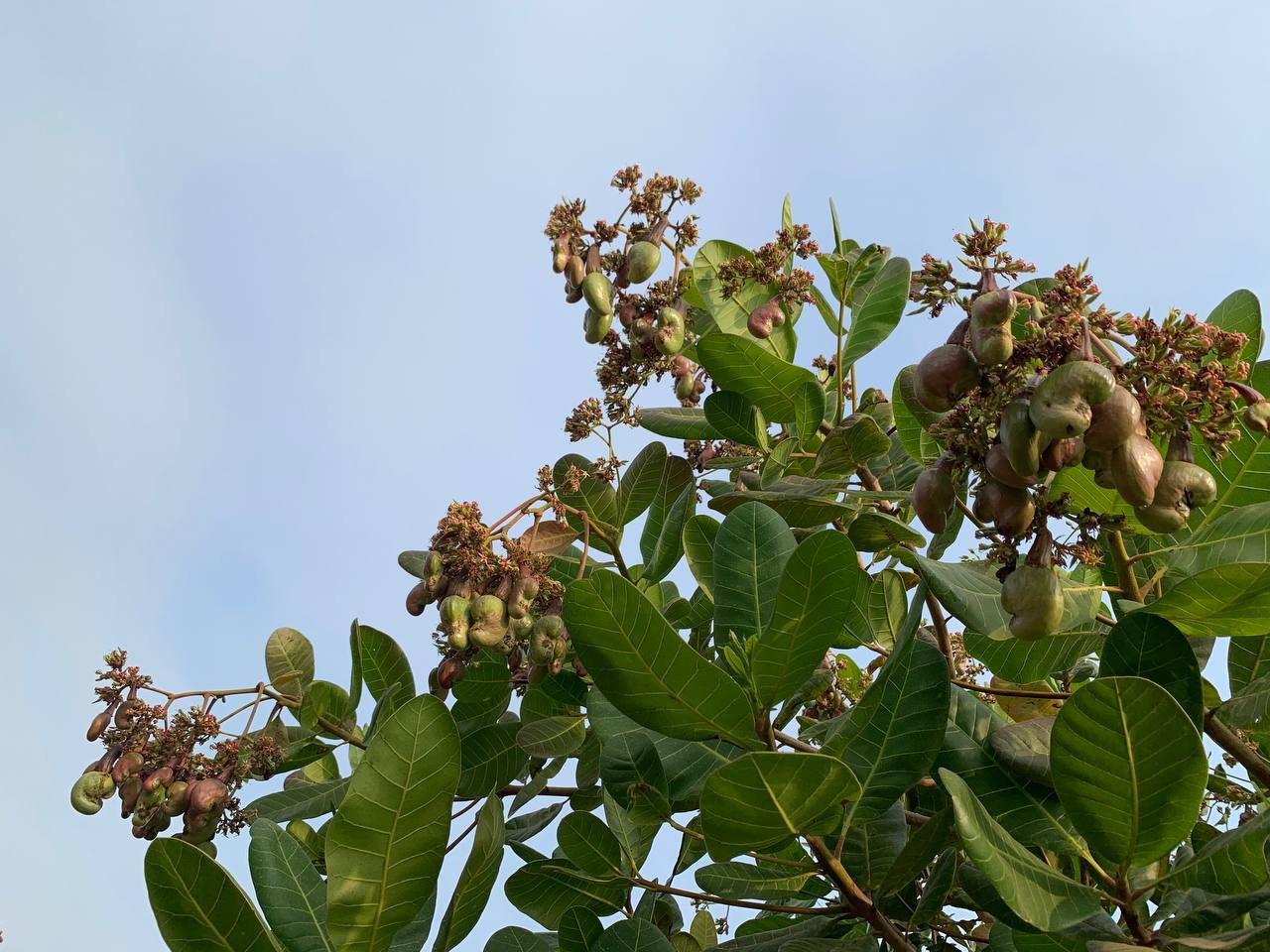 カンボジア カシューナッツ協会 Cac 日本支部 公式 カシューの木と花 最初に種が実り その上にカシューアップルと言う実が成ります カシューナッツ カンボジア T Co Sfcf4qykt6 Twitter
