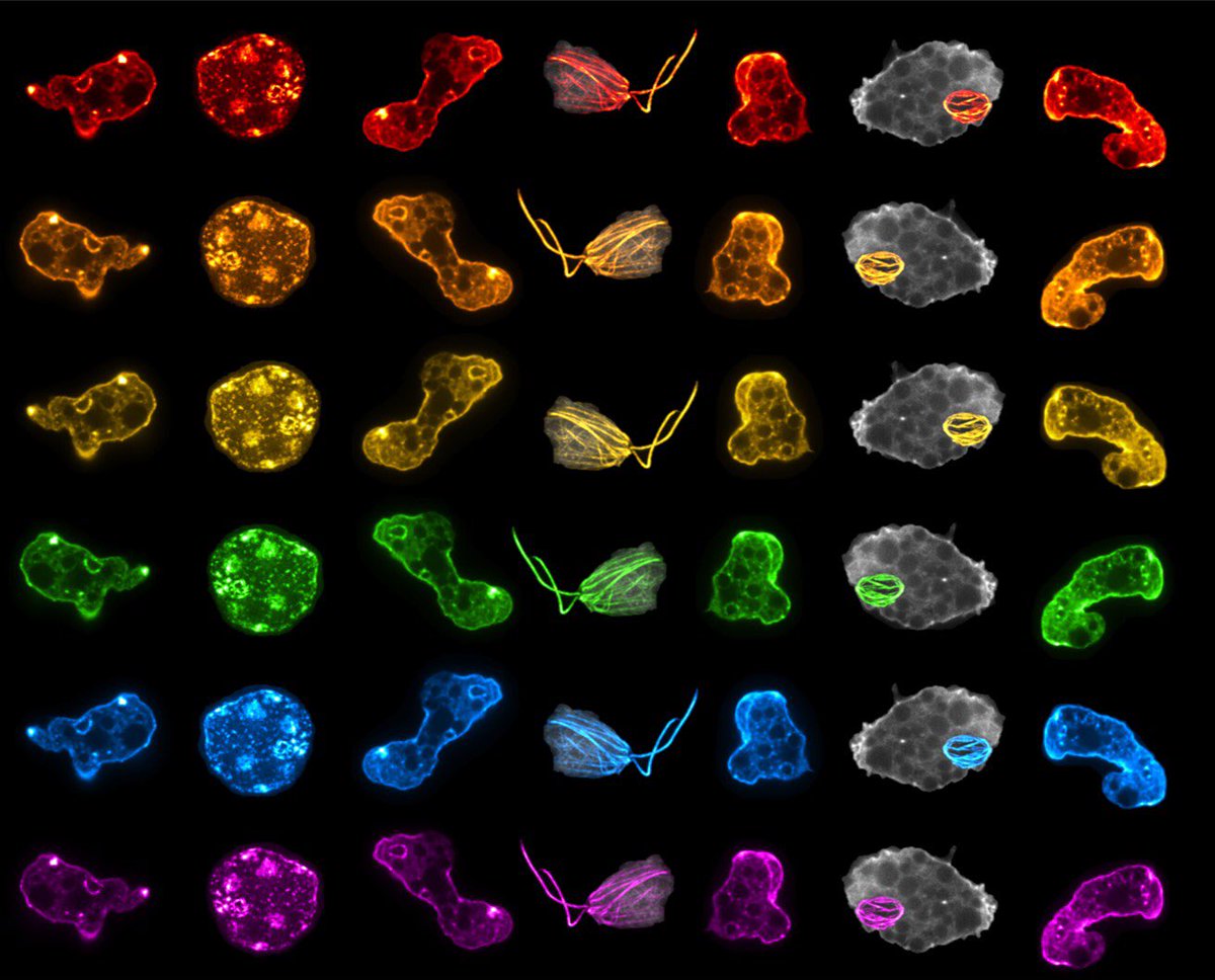 Happy #microscopymonday! 
Another Naegleria rainbow seemed appropriate for this month 🌈