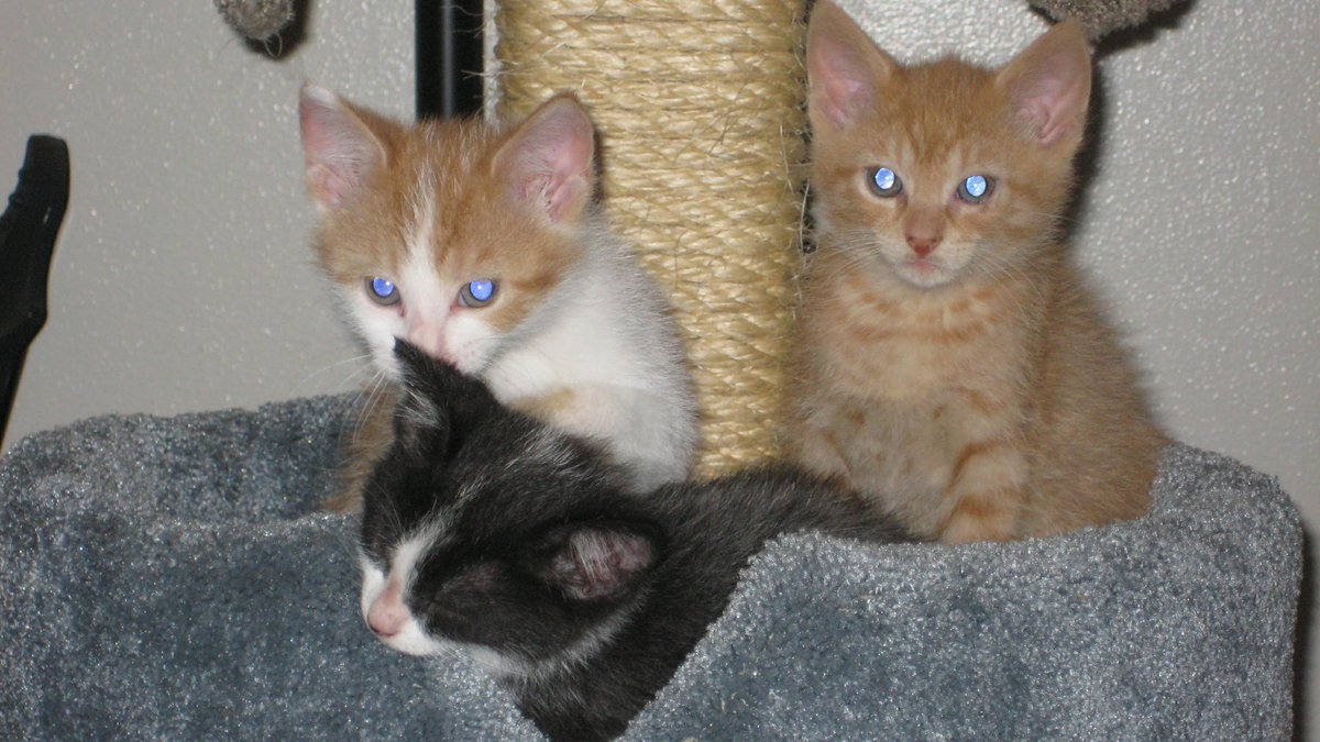 LucyntheBoys's tweet photo. @MegalomaniacMo2 Here are baby Linus Lucy and Murphy!! https://t.co/igxg8dZmAA