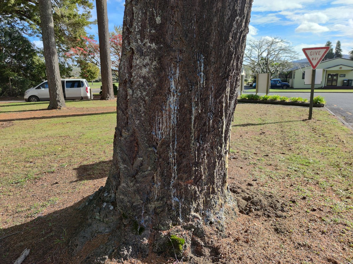 LTranslat3d's tweet photo. After spending what feels like an eternity in the office, I managed to accompany one of my team members on a house call to look at some 'sick' Kauri and Douglas-fir. @scion_research
#diagnostics #fieldextension #CommunityService #TreeDoctors https://t.co/Xdc751U3tl