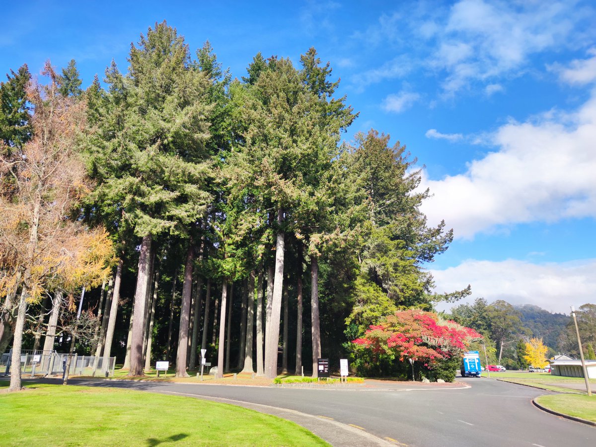 LTranslat3d's tweet photo. After spending what feels like an eternity in the office, I managed to accompany one of my team members on a house call to look at some 'sick' Kauri and Douglas-fir. @scion_research
#diagnostics #fieldextension #CommunityService #TreeDoctors https://t.co/Xdc751U3tl