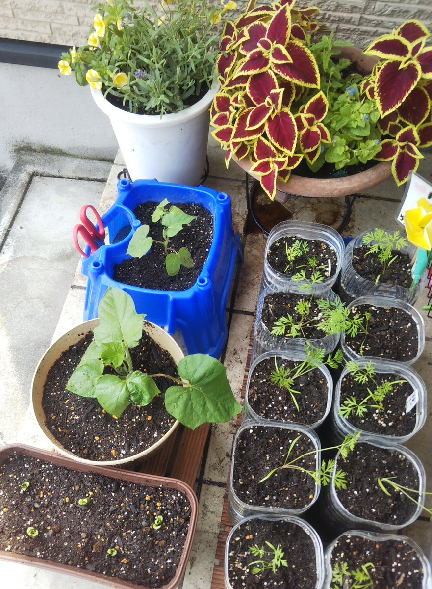 きゃたぴぃ 下水マス掃除 苗ポットのままだった娘の朝顔と リボベジリベンジの小松菜の植え替え トイレの花の水替えと花殻つみ リベンジ豆苗とアボカドの水替え 疲れたー 早いかなーと思いつつ にんじんは間引きして頑張ってひと鉢1本を育てること きゃたぴぃ 下水マス掃除 苗ポットのままだった娘の朝顔と リボベジリベンジの小松菜の植え替え トイレの花の水替えと花殻つみ リベンジ豆苗とアボカドの水替え 疲れたー 早いかなーと思いつつ にんじんは間引きして頑張ってひと鉢1本を育てること