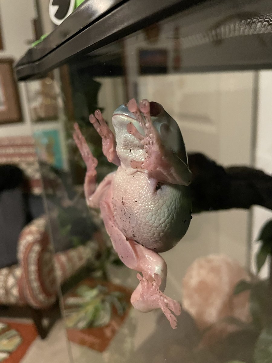 WeRateFrogs's tweet photo. Todd ! Being…. Todd ! https://t.co/5OTF2dkYuR