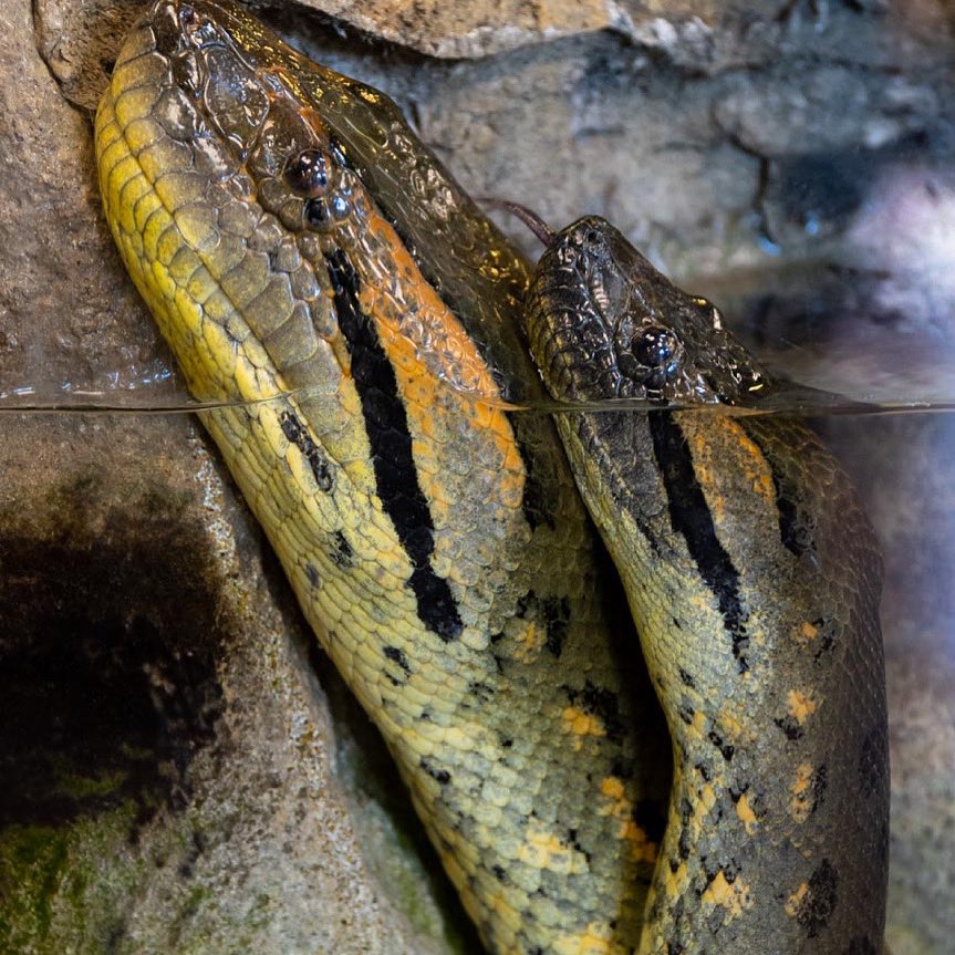 brian barczyk snake bedding