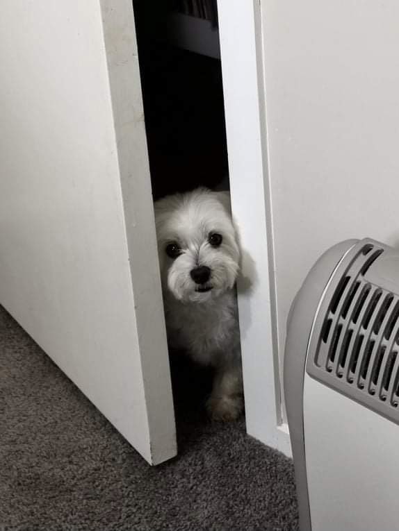 Why are you staying outside the door?😄

固まる🐶
プリンスは見た…？