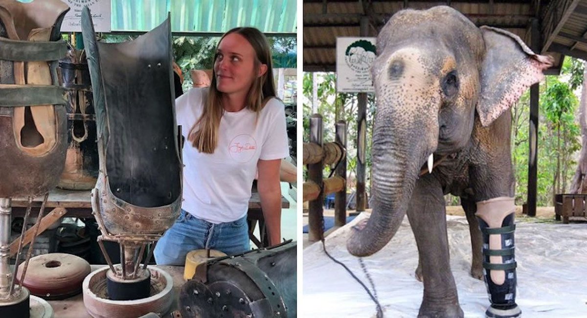 Vetitude's tweet image. Cette vétérinaire met des #prothèses sur les #éléphants blessés par des mines et les aide à marcher à nouveau ! buff.ly/3v0hmz6