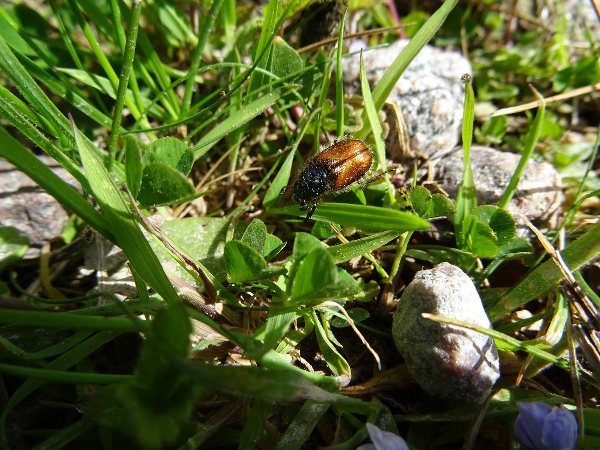 In Dumfries and Galloway for a week seeing small white and speckled yellow, click beetle - Ctenicera cupra and garden chafer beetle. <a href="/savebutterflies/">Butterfly Conservation 🦋</a>  <a href="/CarabidaeUK/">Ground Beetle Recording Scheme</a> <a href="/RoyEntSoc/">Royal Entomological Society</a>