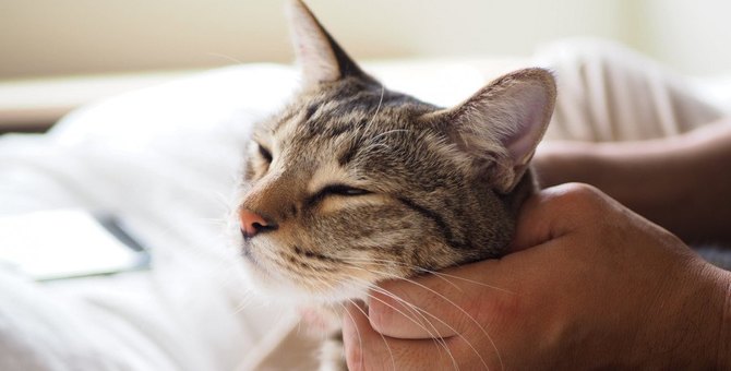 Three things cats have in common with people they ‘never want to leave’.

1.They take care of you.
2.Be kind to them.
3.She can match the cats’ pace.