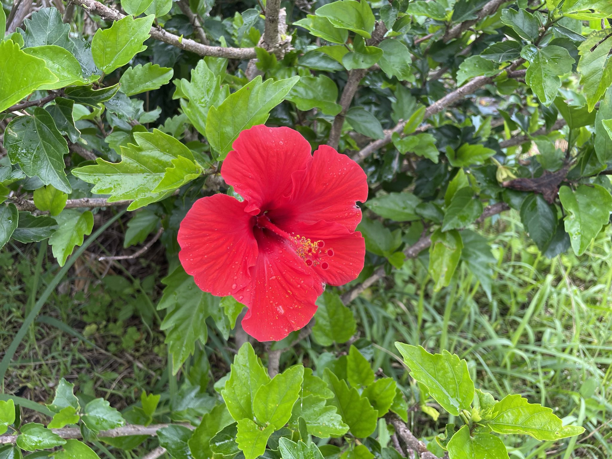 旅人しげちゃん 鹿児島の長崎鼻にも沖縄のようにハイビスカスが咲いていた 赤いハイビスカスの花言葉は 常に新しい美 ハイビスカス 鹿児島 指宿 長崎鼻 T Co 0k3ovmyeb9 Twitter