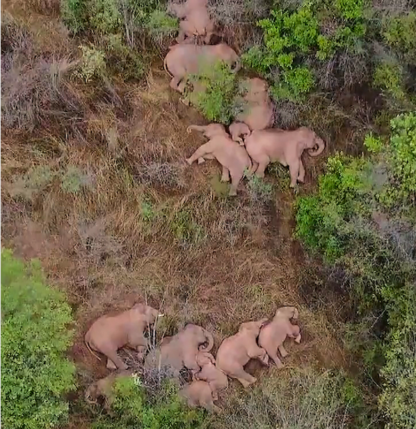 Protect_Wldlife's tweet photo. A herd of #Elephants takes a nap in a forest near China's Kunming after wandering 500 km north from their natural habitat in Xishuangbanna National Nature Reserve 🐘. PS. Spot the baby 🥰. https://t.co/AIYhrF7gFv @TRTWorldNow https://t.co/a15e9UFcSh