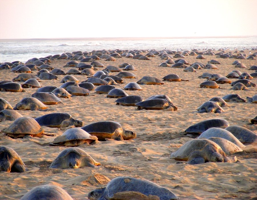 PIBBhubaneswar's tweet photo. #ExploreOdisha 

Gahirmatha in Kendrapara, #Odisha is the place to spot the giant Olive Ridley Turtles. This stretch of beach is their breeding ground. A boat ride across the river &amp; gradually into the wide sea is an experience filled with sheer thrill.

#EkBharatShreshthaBharat https://t.co/vB8Ybtq5NA