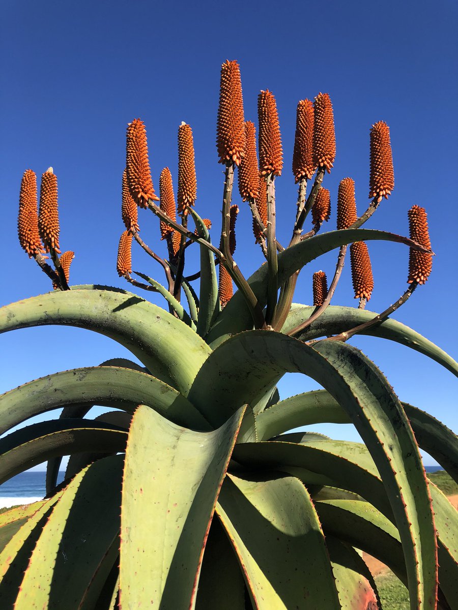 Winter in the Eastern Cape!! 😍 Who doesn’t love a bright aloe against a blue blue sky? #aloealoe #easterncape #WINTER