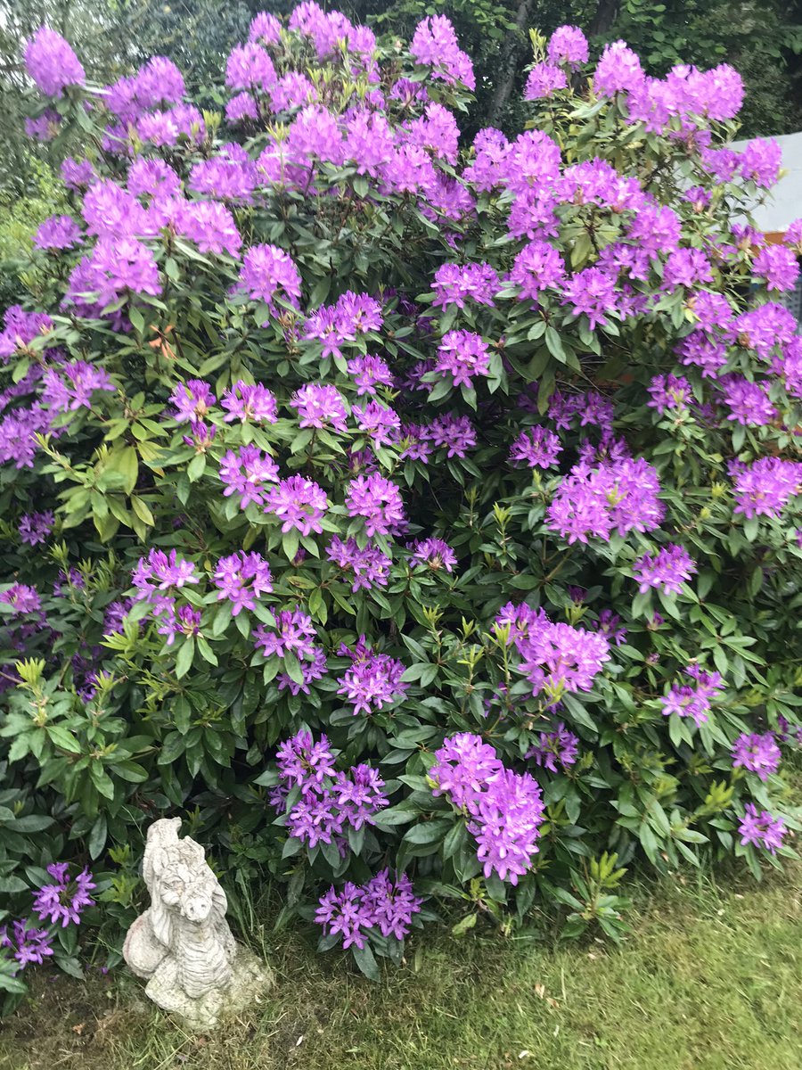 northie100's tweet photo. This is actually the only thing growing in the garden at the moment. Major overhaul underway. #Rhododendron #NoSkillNeeded https://t.co/bVisWvljYv