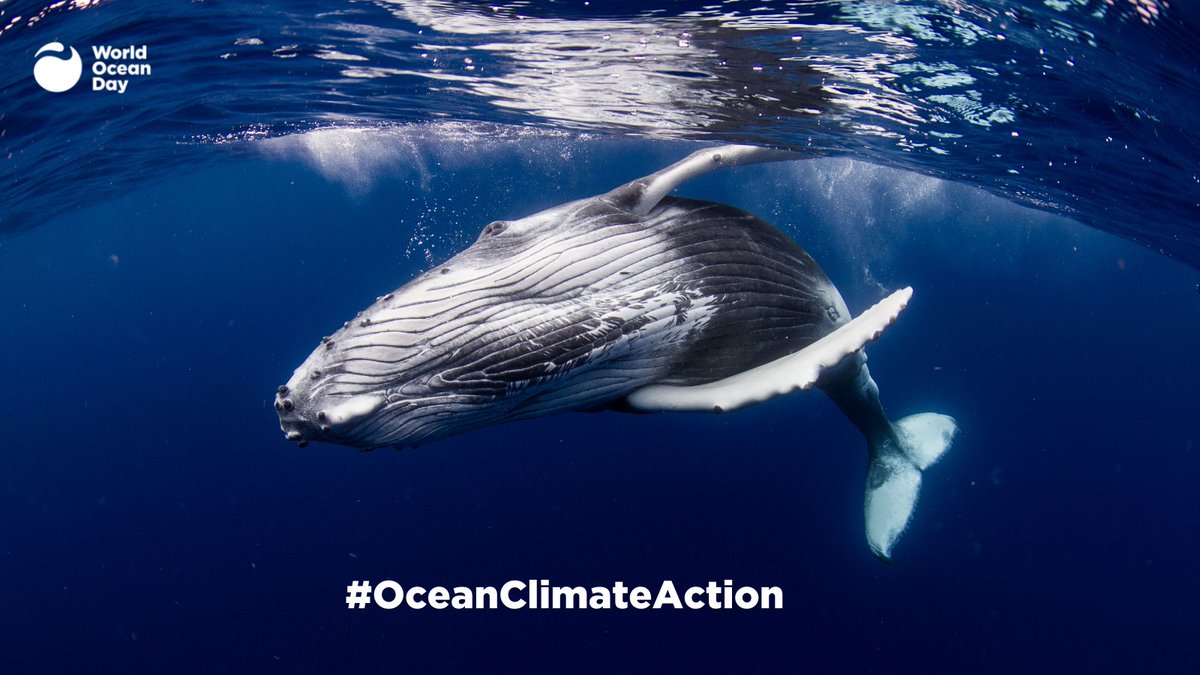 waza's tweet image. Happy #WorldOceansDay! 🌊

This year&apos;s conservation action focus is to protect 30% of the world&apos;s 🌍 oceans by 2030. 

Find out how you can support this movement
👉worldoceanday.org/take-action/ 🐋

#Protect30x30