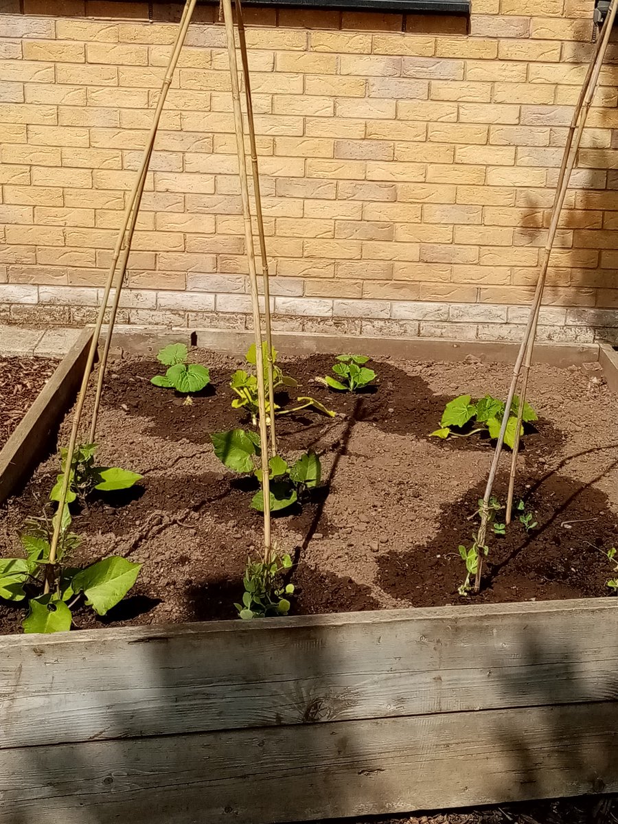 DuncanrigHorti's tweet photo. Summer gardening how lovely are courgettes and summer panzies! 😍👀#gardening#rhs https://t.co/U8sIfXr2rp