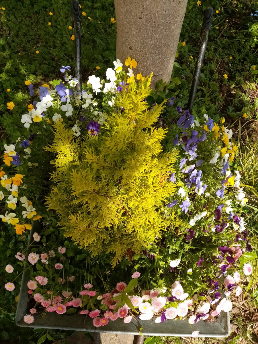 DuncanrigHorti's tweet photo. Summer gardening how lovely are courgettes and summer panzies! 😍👀#gardening#rhs https://t.co/U8sIfXr2rp