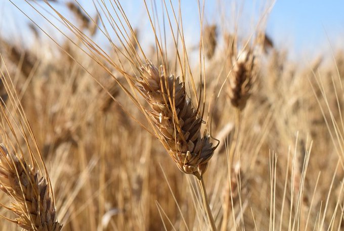 SenatoStampa's tweet photo. Filiera #GranoDuro. In Commissione Agricoltura, audizione informale rappresentanti di @Agrinsieme, @coldiretti, @UnciAgro, #UECOOP e #ANPA su affare assegnato n. 215 → https://t.co/ea6ZVGGP4Y Diretta → https://t.co/M52ALz4bBy https://t.co/r0E1ZlWtI4