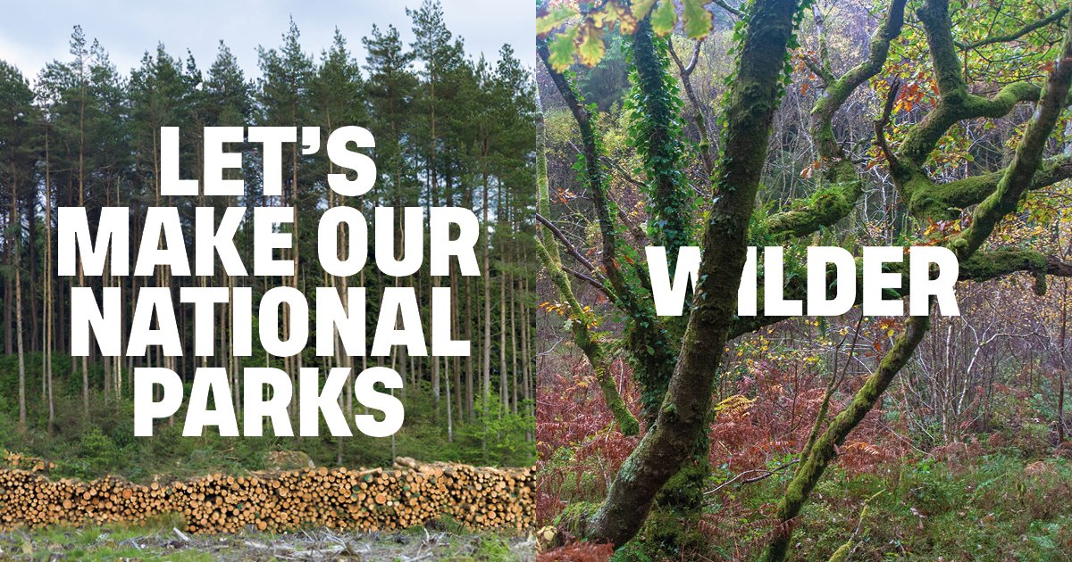 Rewilding Britain tweet media