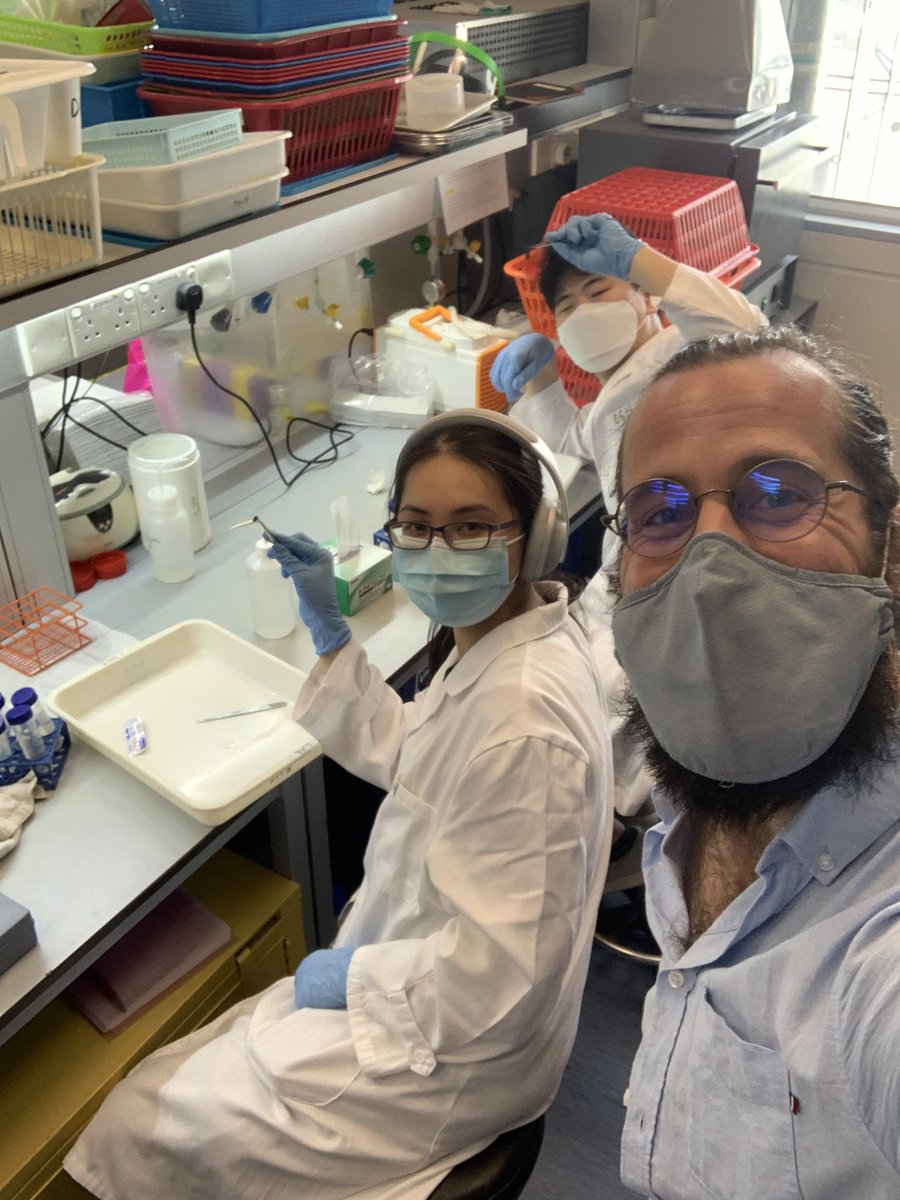 stable_isodope's tweet photo. 4) Typical (ish) #isotope filled day for me! 
- going over some data/figures with @AliCoraly for her upcoming @ICRS_2021 talk on #coral #trophic dynamics (pic 1)

- working with undergrads on their giant clam #sia projects! (Pic 2/3)

-cleaning/rebuilding an IRMS source (pic 4) https://t.co/22QwIeu3eN