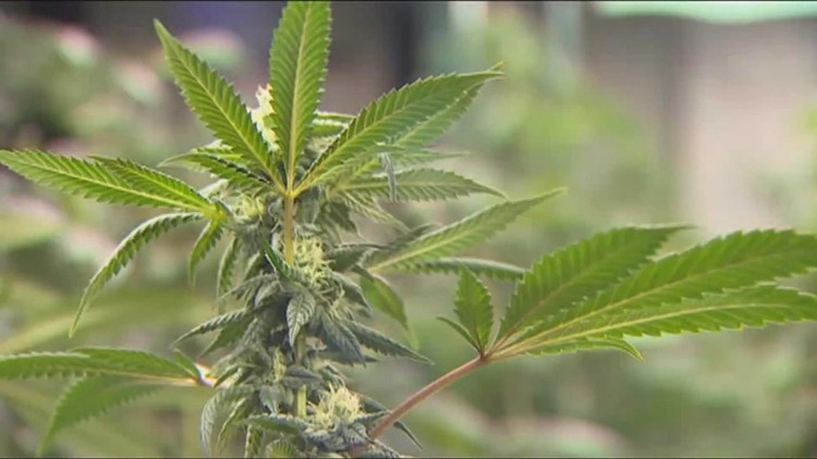 THEMMEXCHANGE's tweet photo. Joints for Jabs: Washington cannabis retailers can provide incentive for vaccination

 https://t.co/08qFeXrxHV #MME #marijuana #cannabis #Washington #COVID19 https://t.co/IwX4o1bODO