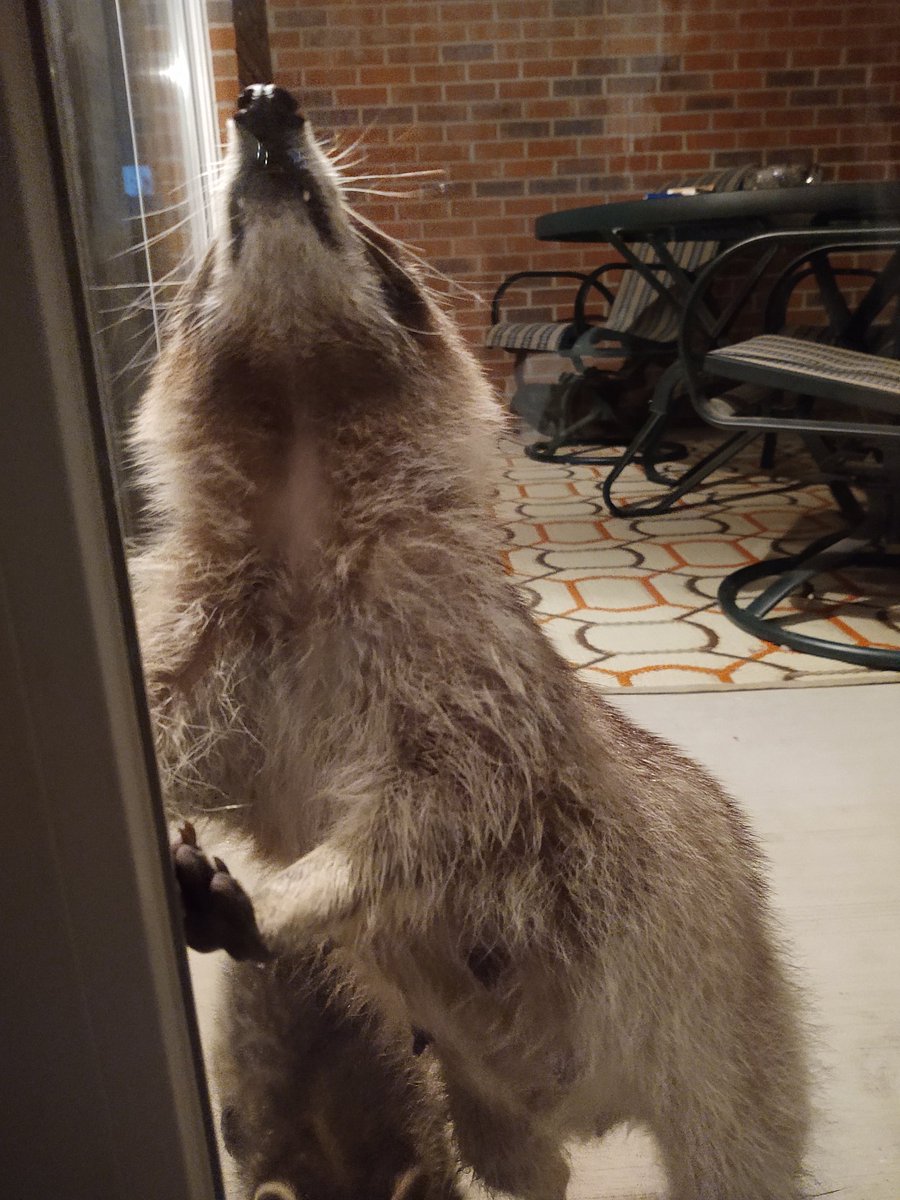 A family of raccoons are trying to break into my house as we speak. See photos. What can I do? Humanely of course... I would really like to go out on my porch.