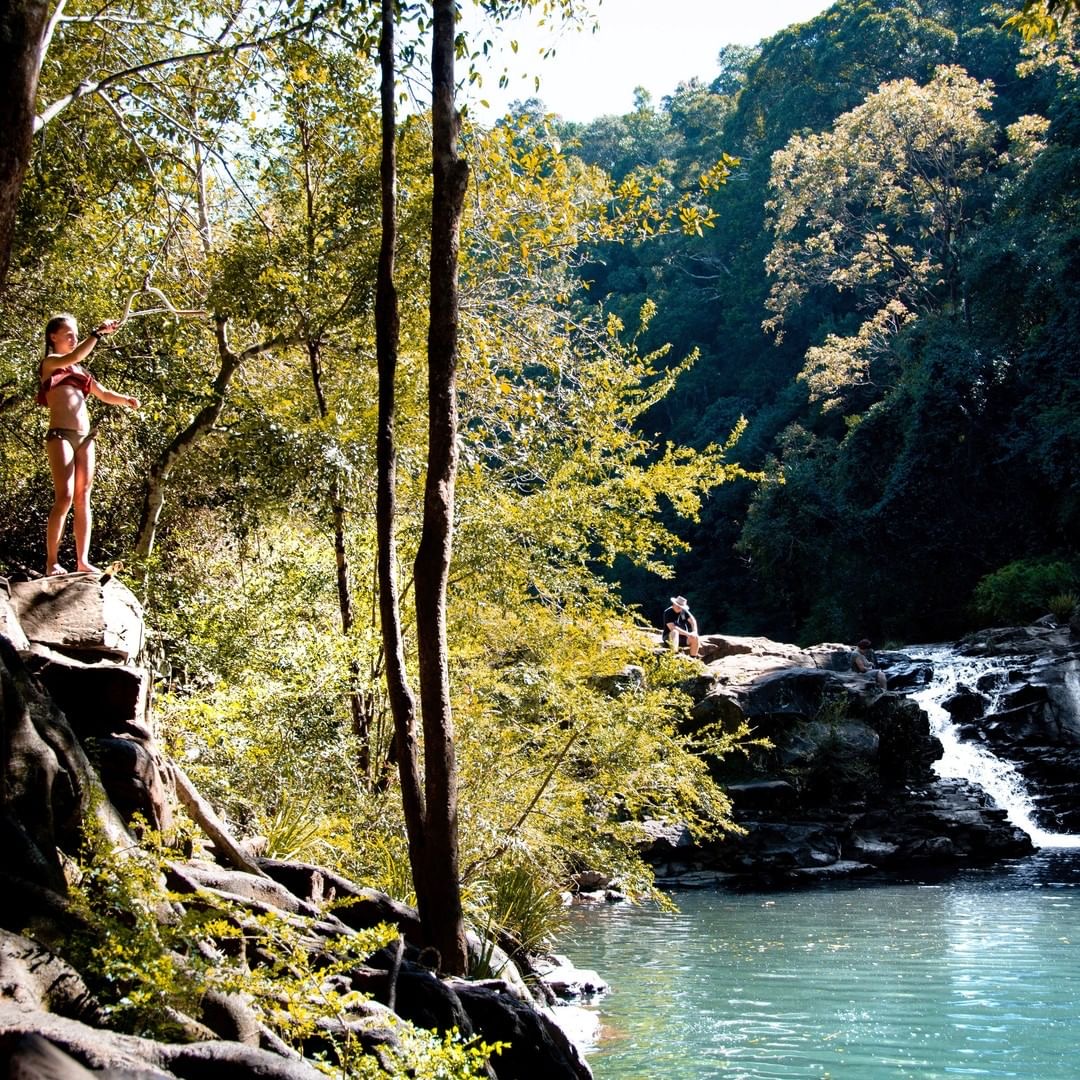 sunshinecoastoz's tweet photo. We're not all pristine beaches and golden sand, we're also all about adventurous hikes, mountain views! We don't mean to brag but our @HinterlandTour is full of things to do, like discovering #GardnersFalls. Swing by, For real. 🌳  
#visitsunshinecoast by @slsaustralia https://t.co/SfQBBrzSyp