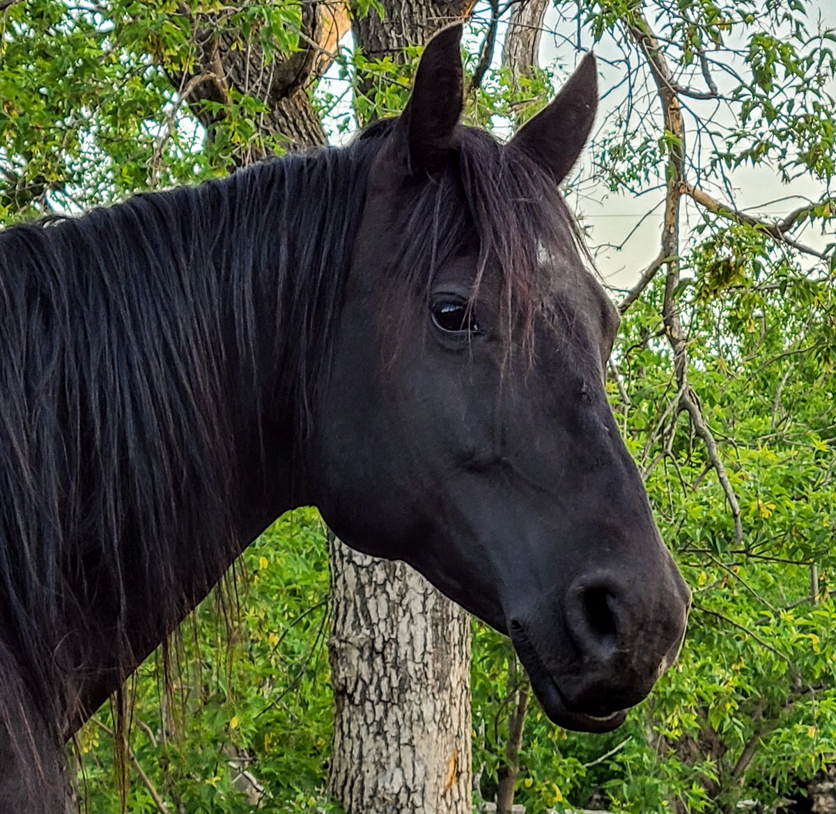 JBMEquiFarms's tweet photo. Momma Boo should be so proud of the colt she raised.
He is such a sweet yearling.
She's not liking that he's not living with her anymore though. What an incredible momma she is💗
#mommaboo #babyboo #yogiandbooboo #boonsmirage #wattsonsecond https://t.co/kUuVennije