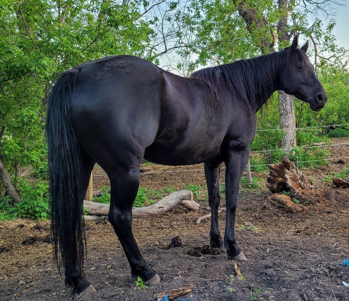 JBMEquiFarms's tweet photo. Momma Boo should be so proud of the colt she raised.
He is such a sweet yearling.
She's not liking that he's not living with her anymore though. What an incredible momma she is💗
#mommaboo #babyboo #yogiandbooboo #boonsmirage #wattsonsecond https://t.co/kUuVennije