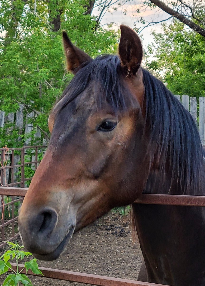 JBMEquiFarms's tweet photo. Momma Boo should be so proud of the colt she raised.
He is such a sweet yearling.
She's not liking that he's not living with her anymore though. What an incredible momma she is💗
#mommaboo #babyboo #yogiandbooboo #boonsmirage #wattsonsecond https://t.co/kUuVennije