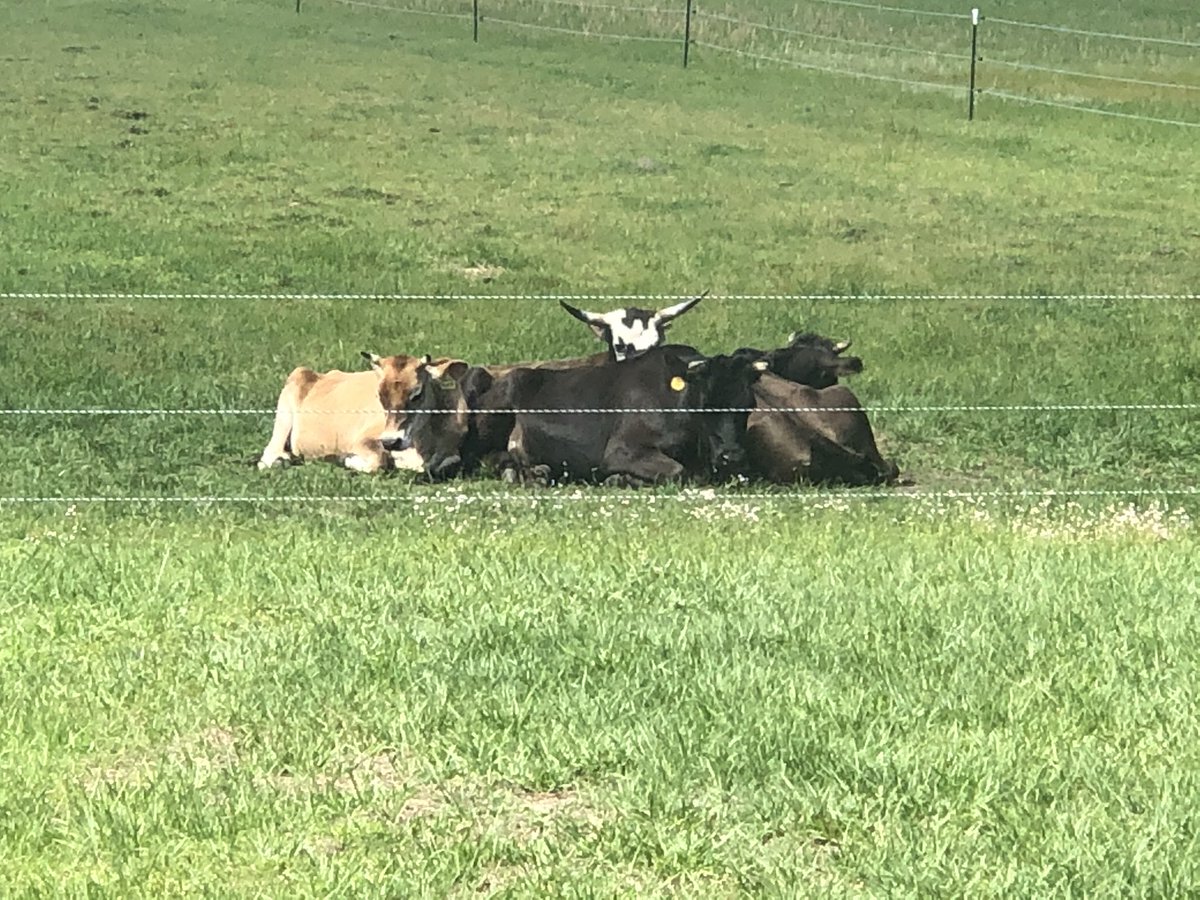 WhatsInaPodcast's tweet photo. @hunterwalk They may not look like dogs, but they sure act like dogs... just replace *bark with *moo. https://t.co/5DtGCZOOfj