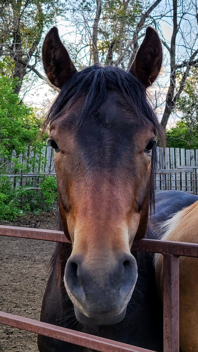 JBMEquiFarms's tweet photo. Momma Boo should be so proud of the colt she raised.
He is such a sweet yearling.
She's not liking that he's not living with her anymore though. What an incredible momma she is💗
#mommaboo #babyboo #yogiandbooboo #boonsmirage #wattsonsecond https://t.co/kUuVennije