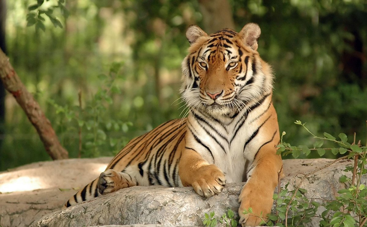 TigerPicsBot's tweet photo. https://t.co/ak02wOnlvN
