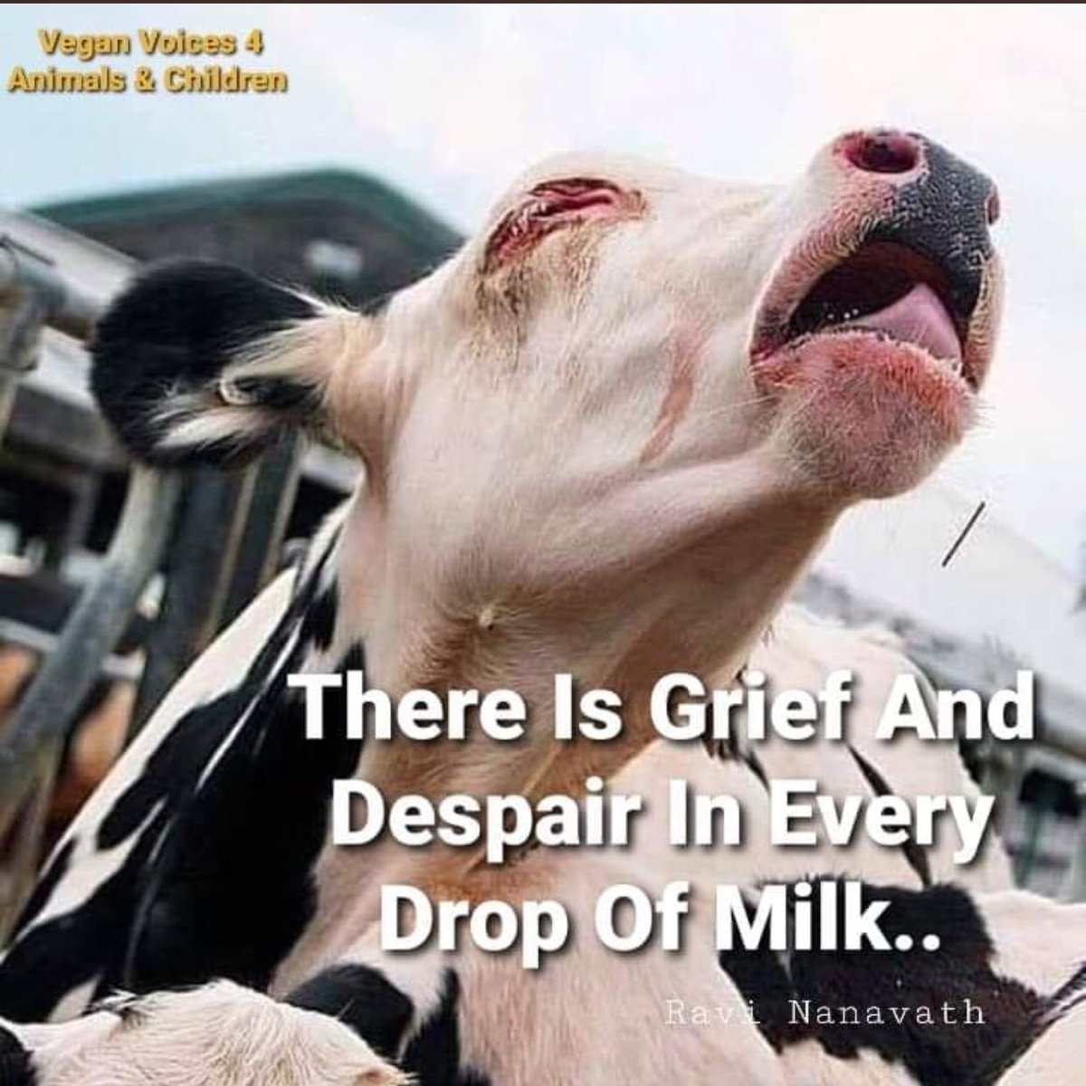 Gail7175's tweet photo. #milktruth #dairyisscary #DitchDairy #LaughingCow #glassandahalf #cowtruth https://t.co/YoHLnbWNtC