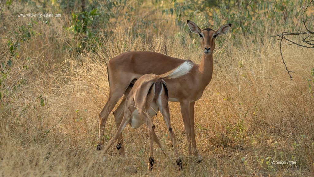 Photos from our latest safari in Skukuza. We spotted African wild dog, warthog and impala!

📷 Simon Vegter 📍 Kruger National Park