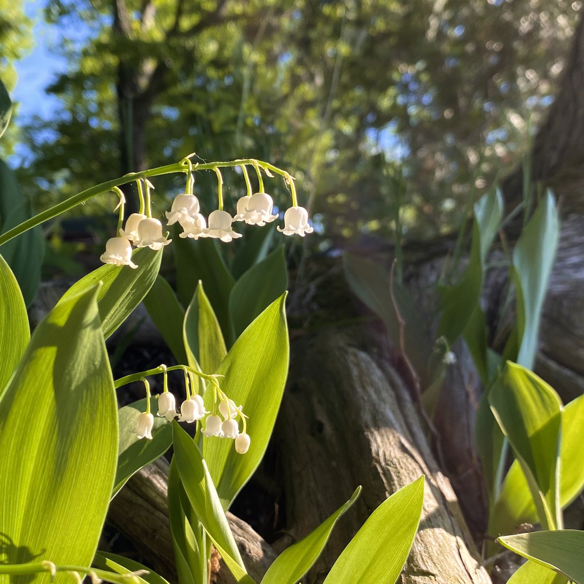 #lily #lilyofthevalley #flowers #flowersofinstagram 
#vermont #vermontlife #vermontshots #vermontphotography #outdoorgans
#sunlight #sunlit #lighting