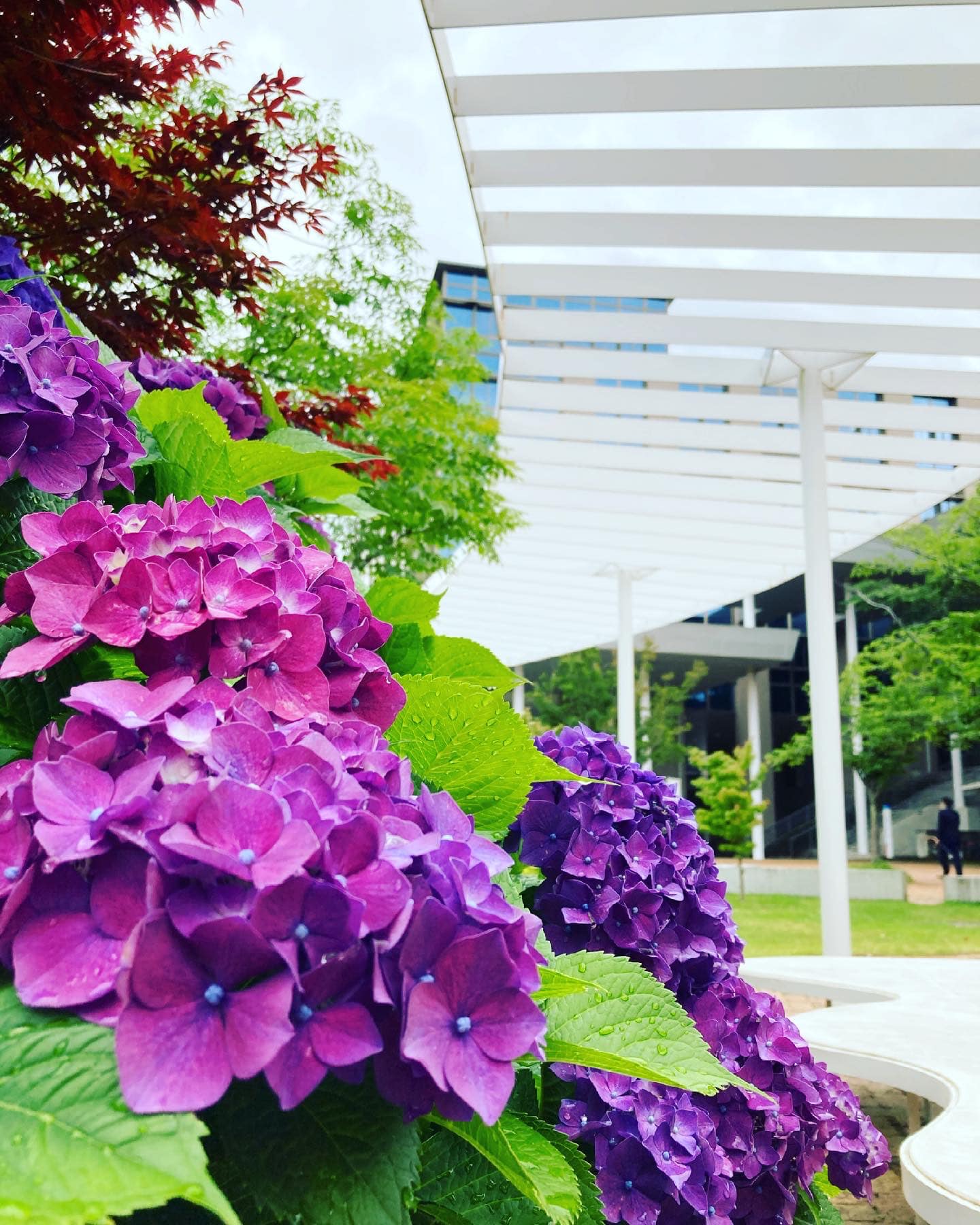 九州産業大学 公式 キャンパスの紫陽花 見ごろを迎えています 雨が恋しそうです 九州産業大学 九産大 キャンパス 紫陽花 見ごろ 6月 福岡市 福岡市東区 T Co Ppmzyprwsh Twitter