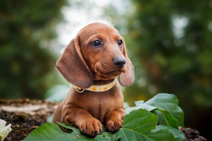 Razas de perros tweet media