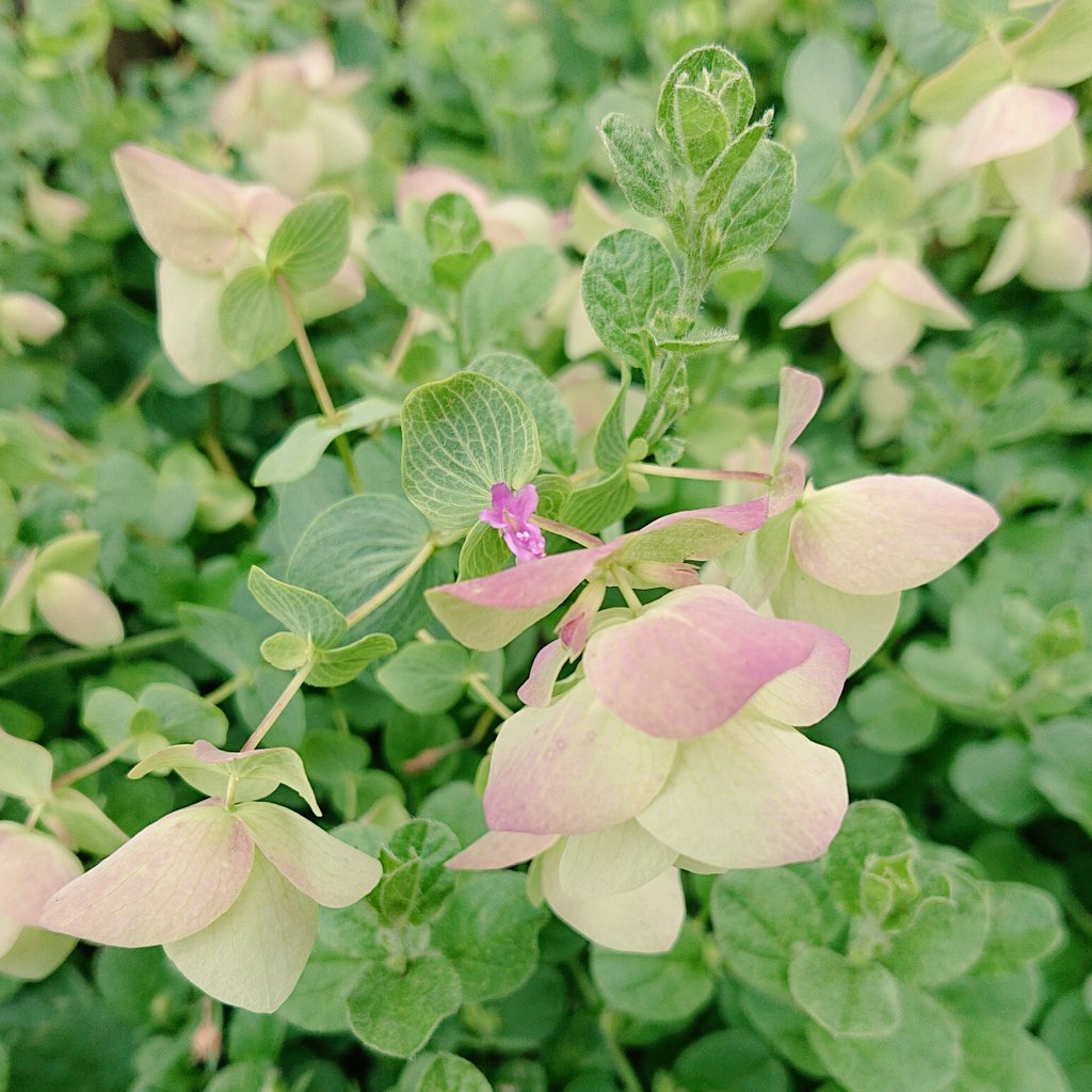 オレガノケントビューティー