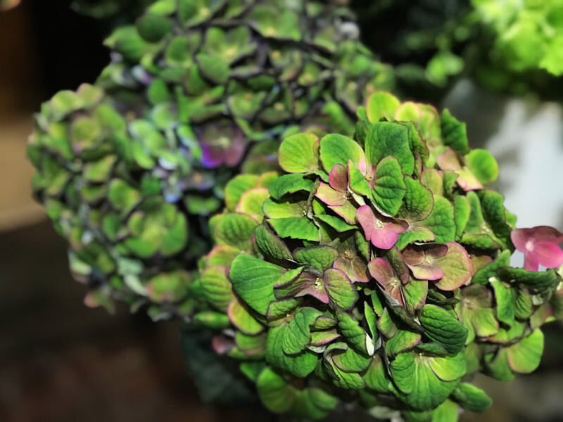 フラワーショップ樫の木 Kashinoki1995 Twitter