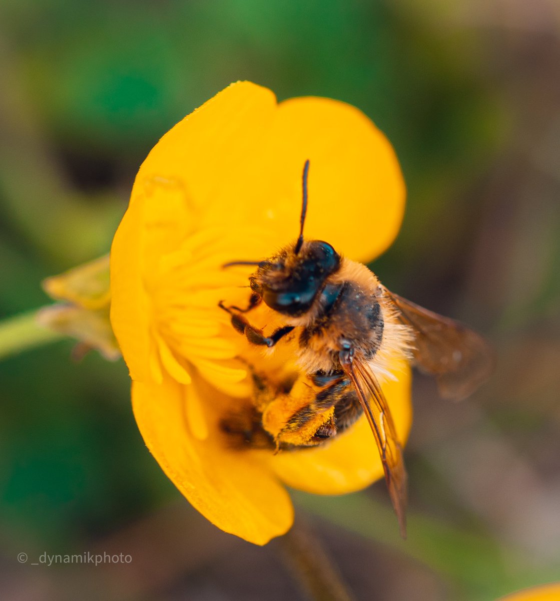 dynamikphoto's tweet photo. Great to see plenty of bees still thriving 🙏🏼 such an important part of our ecosystem 
#bees #macrophotography #nature #wildlifephotography #savethebees #insectmacro #naturalworld https://t.co/X7nj4erIYn