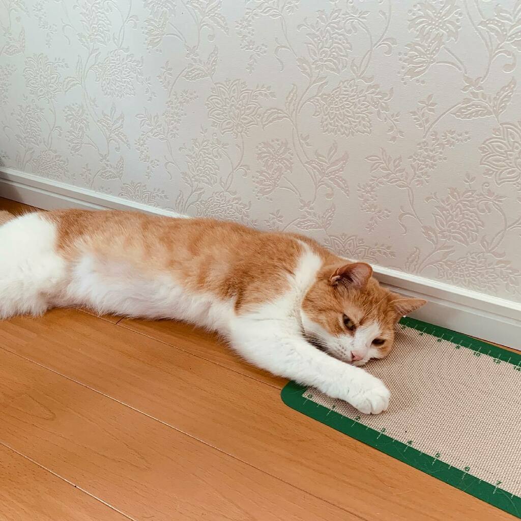 Nyanstagram