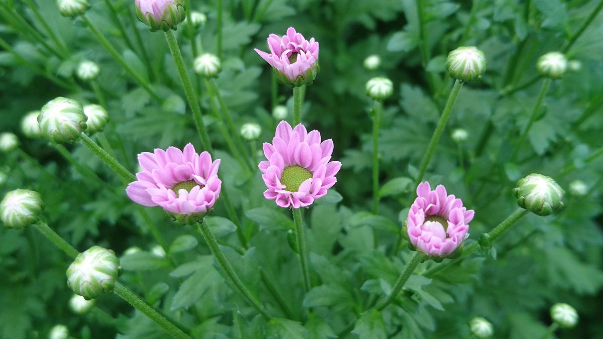 フローラ平山 大崎市鹿島台 この小さな笑顔が たまらなくかわいいんです 品種 バンビーナ 菊 キク マム スプレーマム フローラ平山 大崎市鹿島台 鹿島台 花をこころのインフラに
