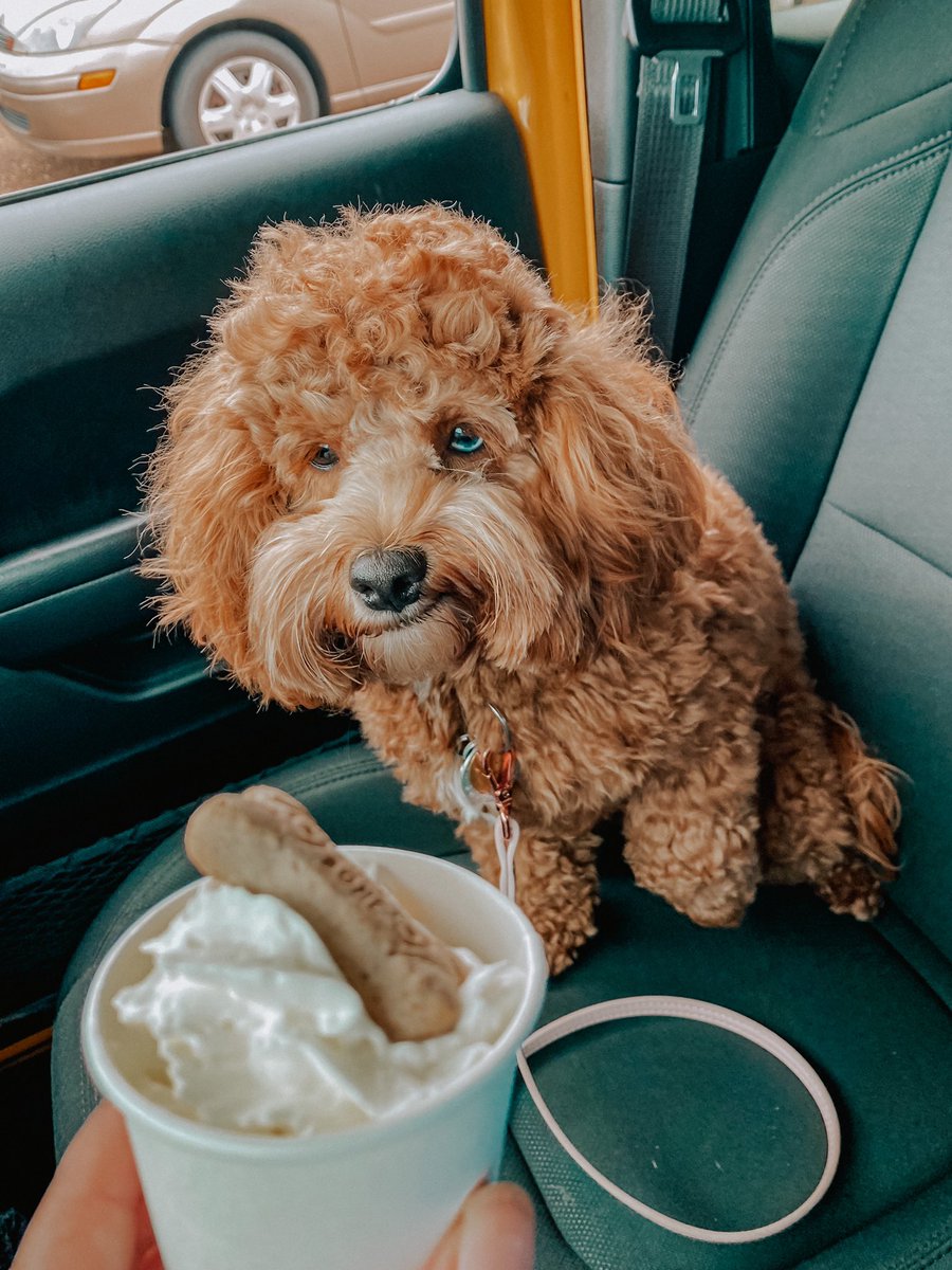 _anjuhluh's tweet photo. Rainy day coffee run w my derpy doggy 🐶 https://t.co/1HRAcIBMvc