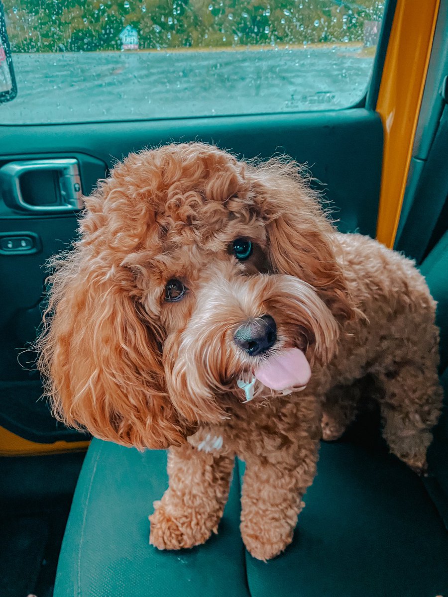 _anjuhluh's tweet photo. Rainy day coffee run w my derpy doggy 🐶 https://t.co/1HRAcIBMvc